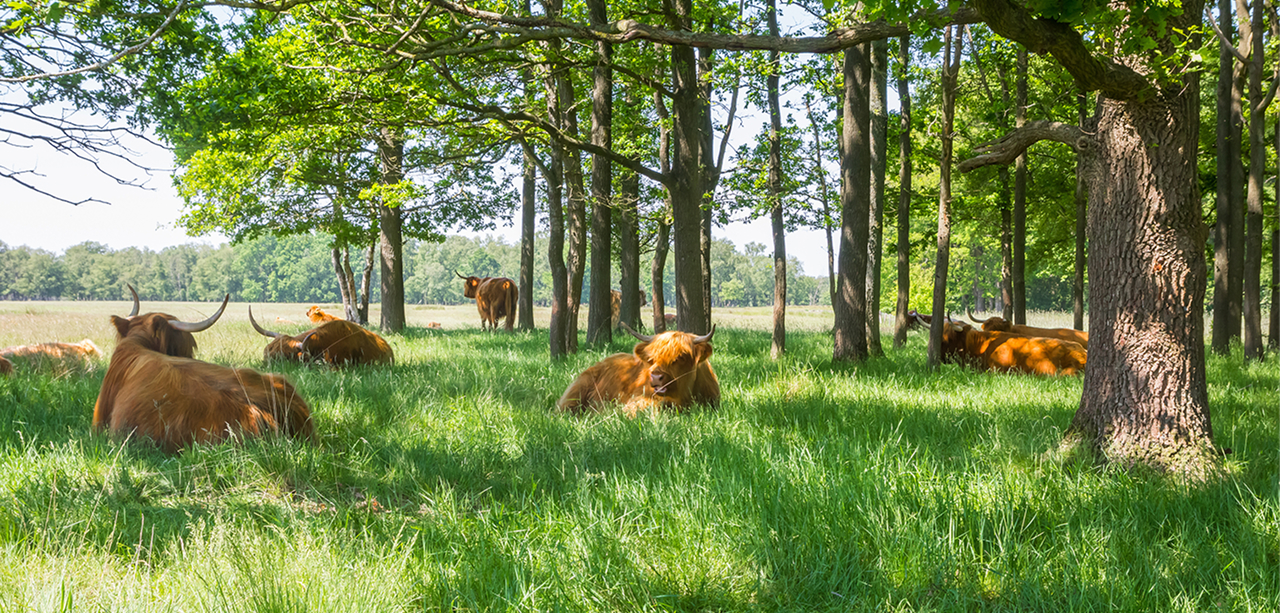 Cattle grazing in a silvopasture system with trees